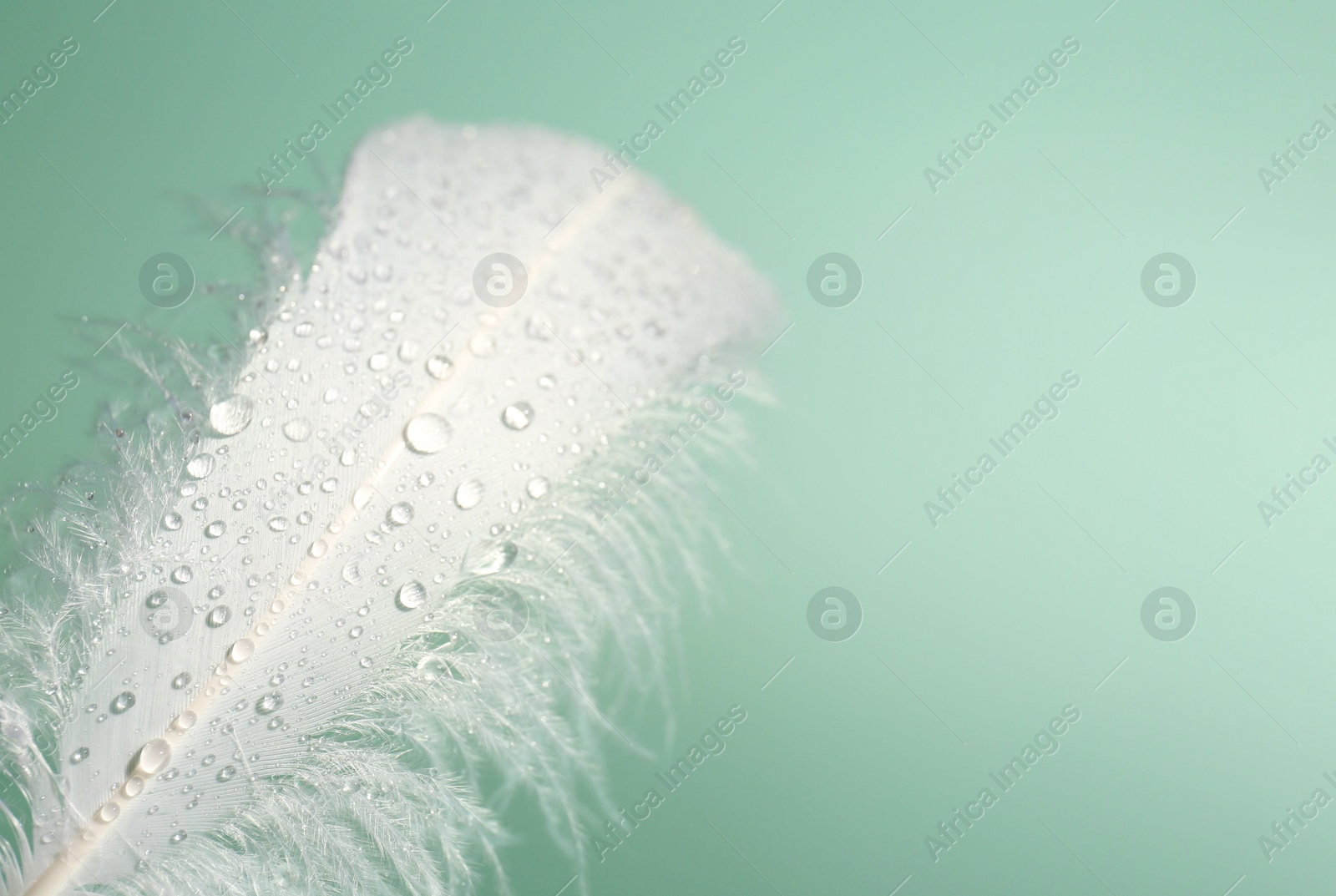 Photo of Fluffy white feather with water drops on light turquoise background, closeup. Space for text