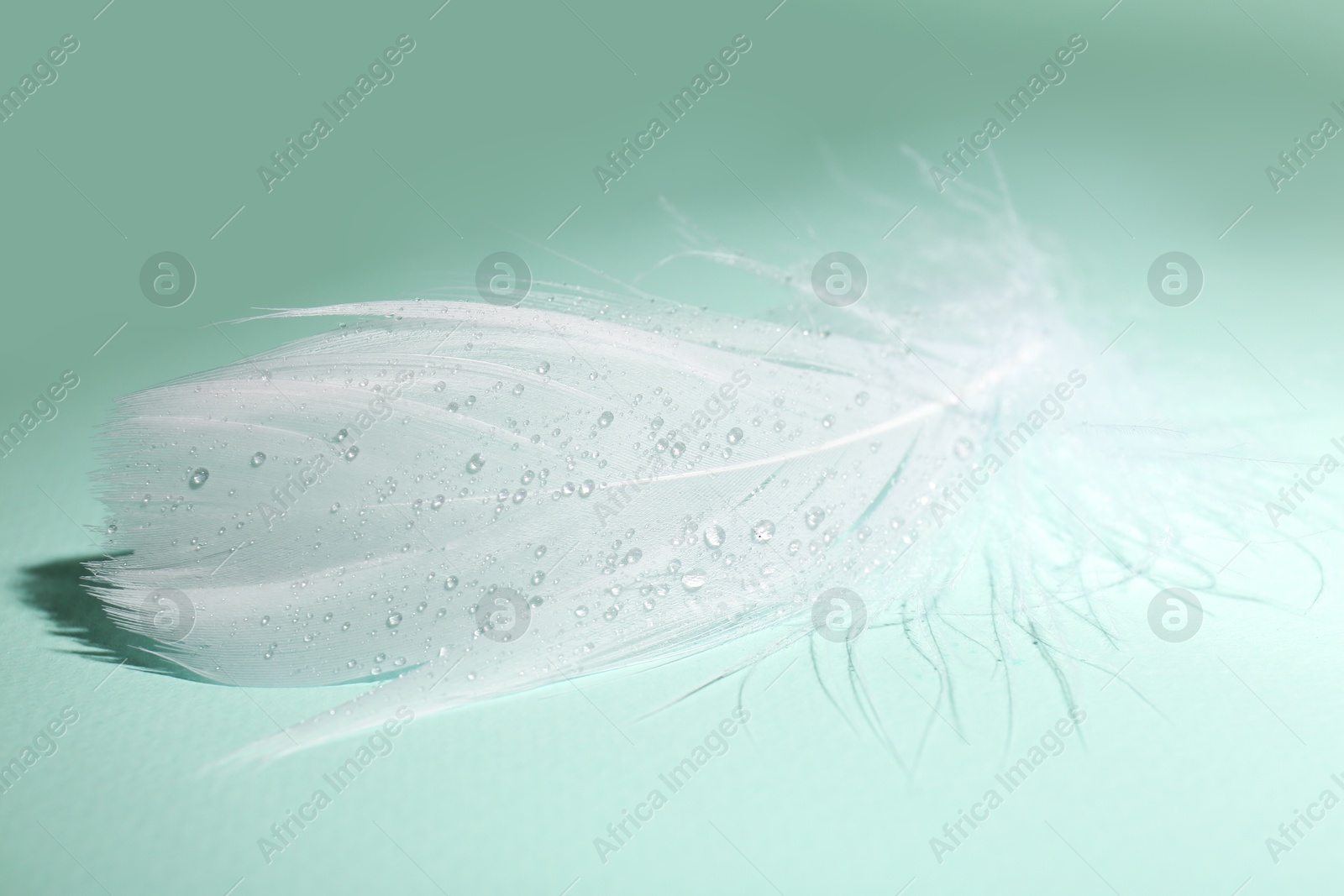 Photo of Fluffy white feather with water drops on light turquoise background, closeup