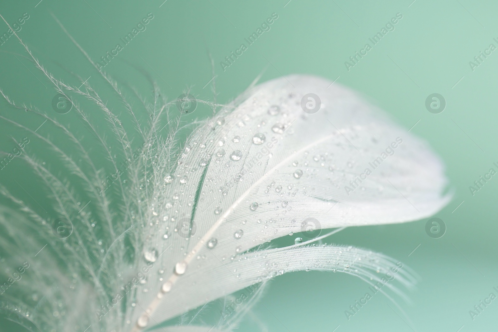 Photo of Fluffy white feather with water drops on light turquoise background, closeup