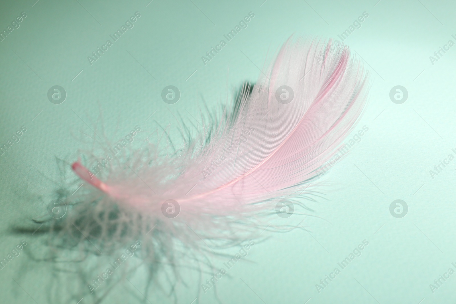 Photo of Fluffy pink feather on light turquoise background, closeup