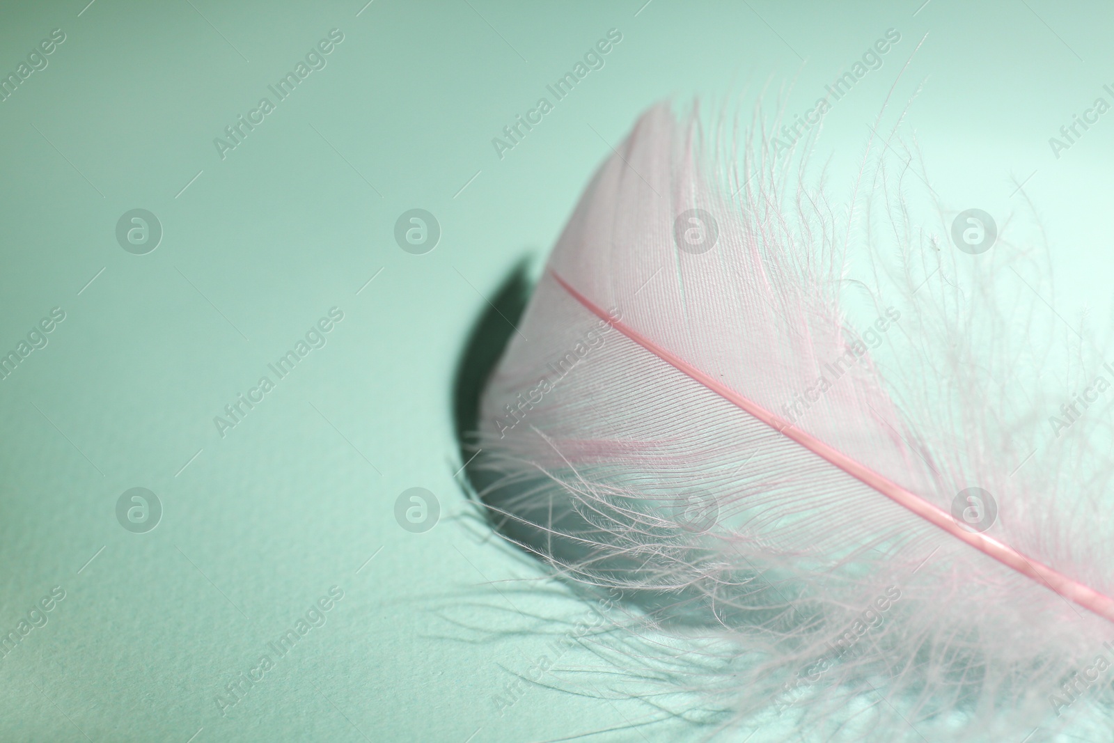 Photo of Fluffy pink feather on light turquoise background, closeup. Space for text