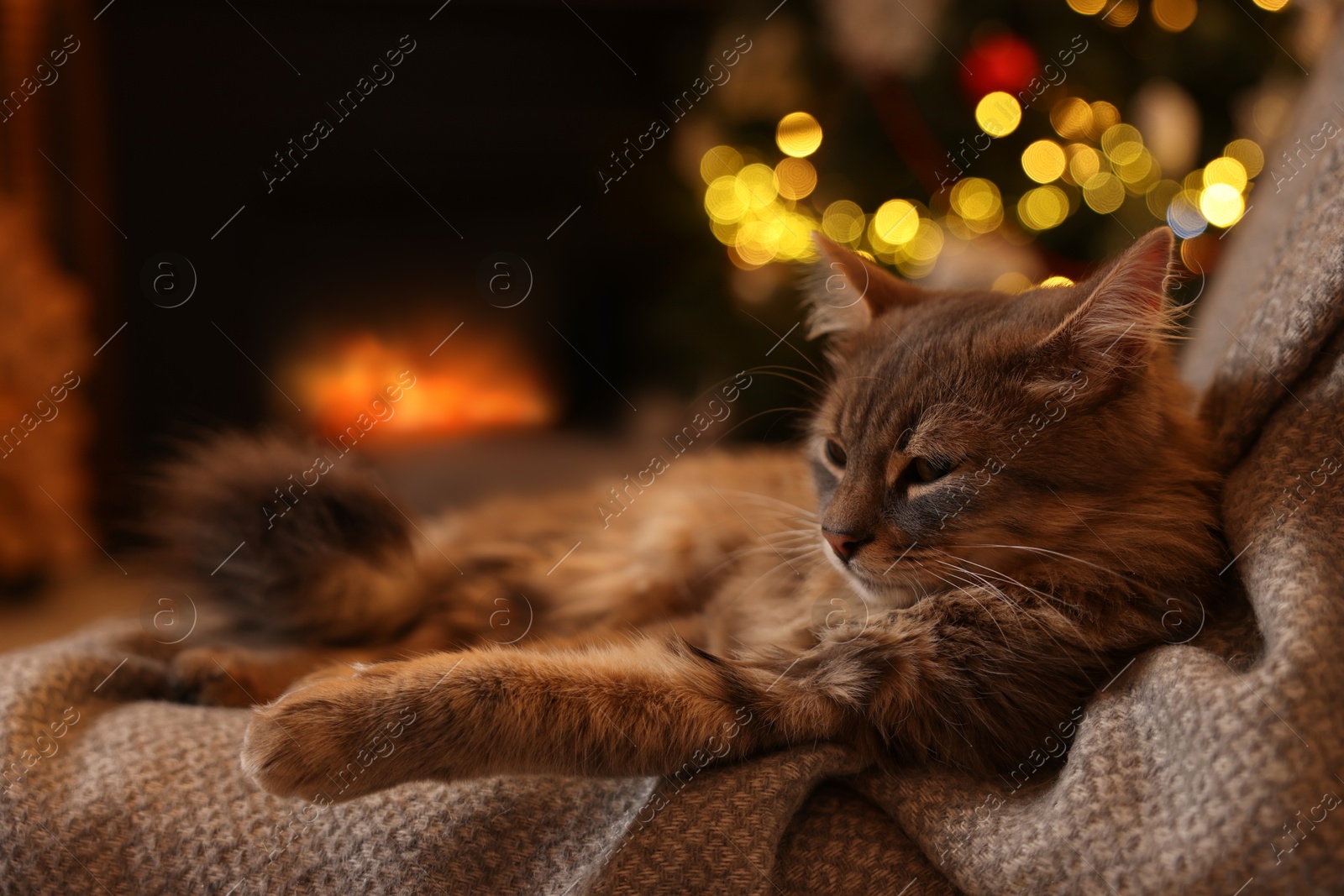 Photo of Cute fluffy cat on armchair against blurred Christmas lights, space for text