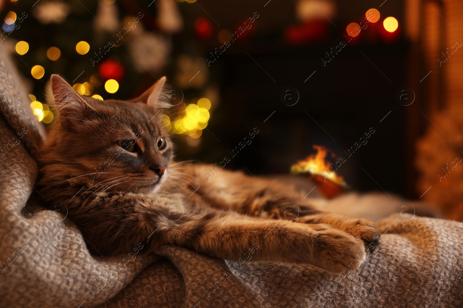 Photo of Cute fluffy cat on armchair against blurred Christmas lights, space for text