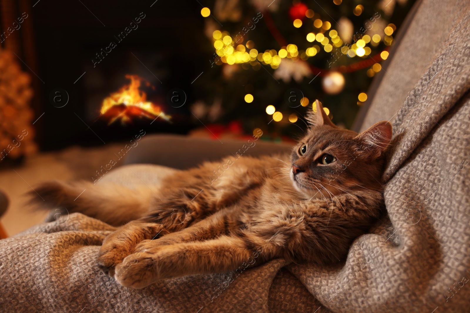 Photo of Cute fluffy cat on armchair in room decorated for Christmas, space for text