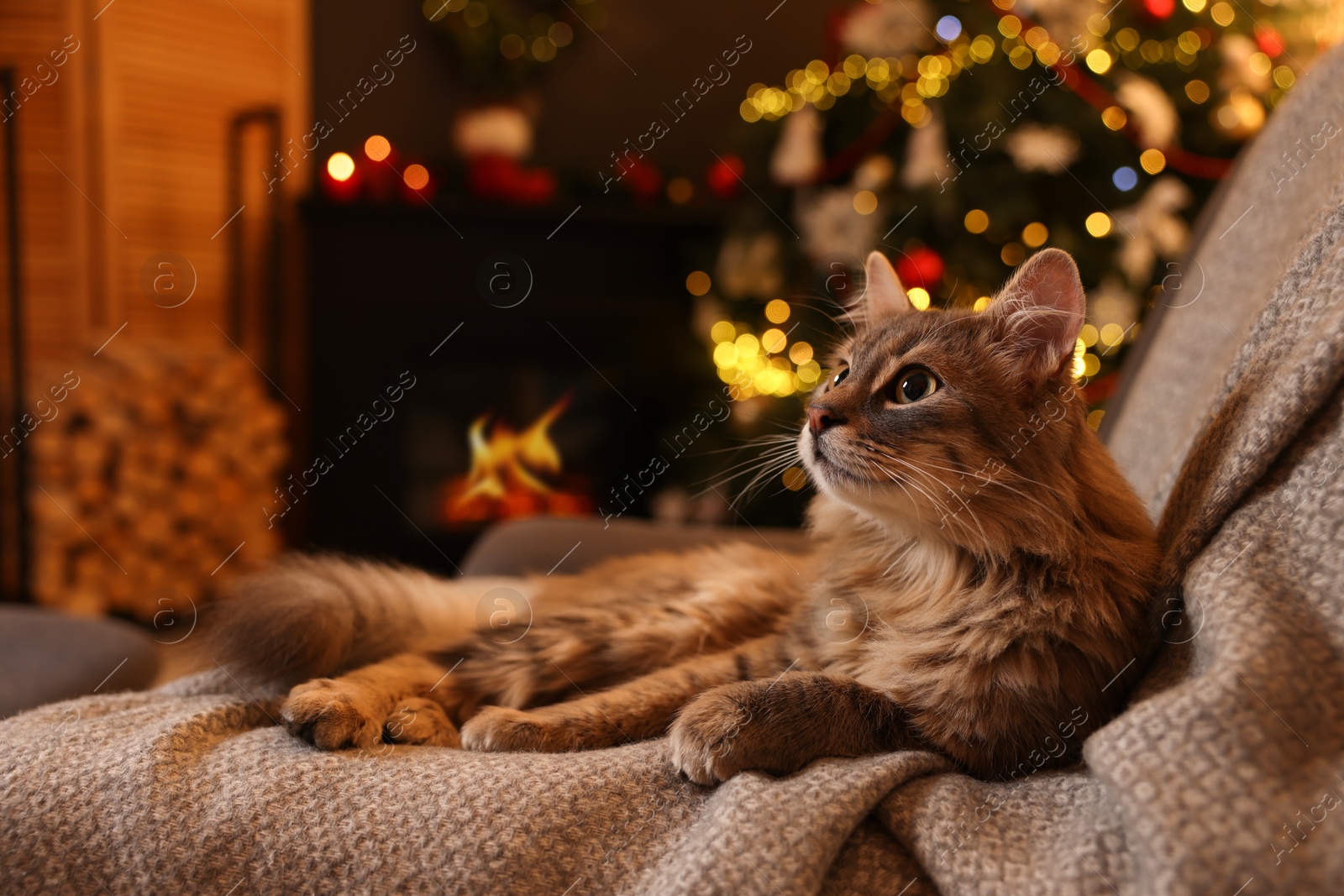 Photo of Cute fluffy cat on armchair in room decorated for Christmas, space for text