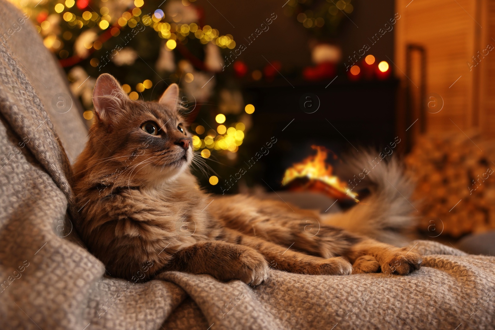 Photo of Cute fluffy cat on armchair in room decorated for Christmas, space for text