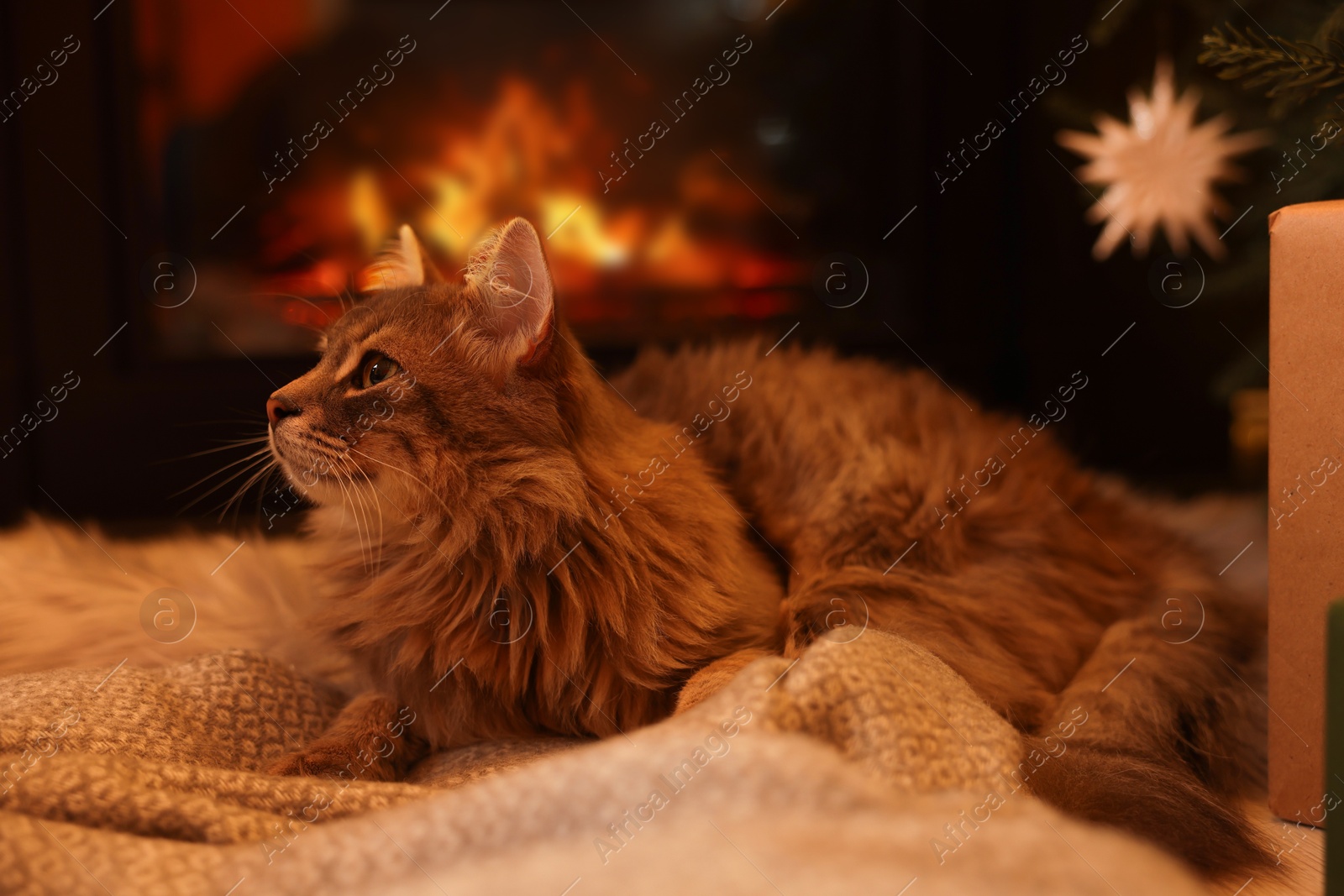 Photo of Cute fluffy cat on blanket near fireplace indoors