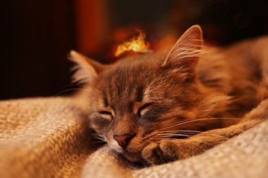 Photo of Cute fluffy cat on blanket at home, closeup