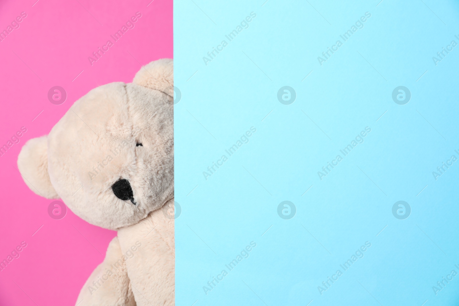 Photo of Cute teddy bear peeking out of blank card on pink background. Space for text