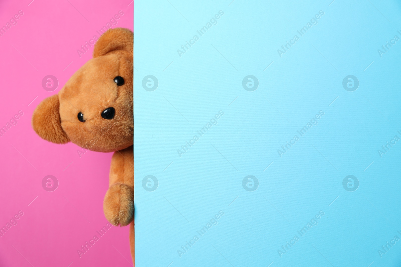 Photo of Cute teddy bear peeking out of blank card on pink background. Space for text