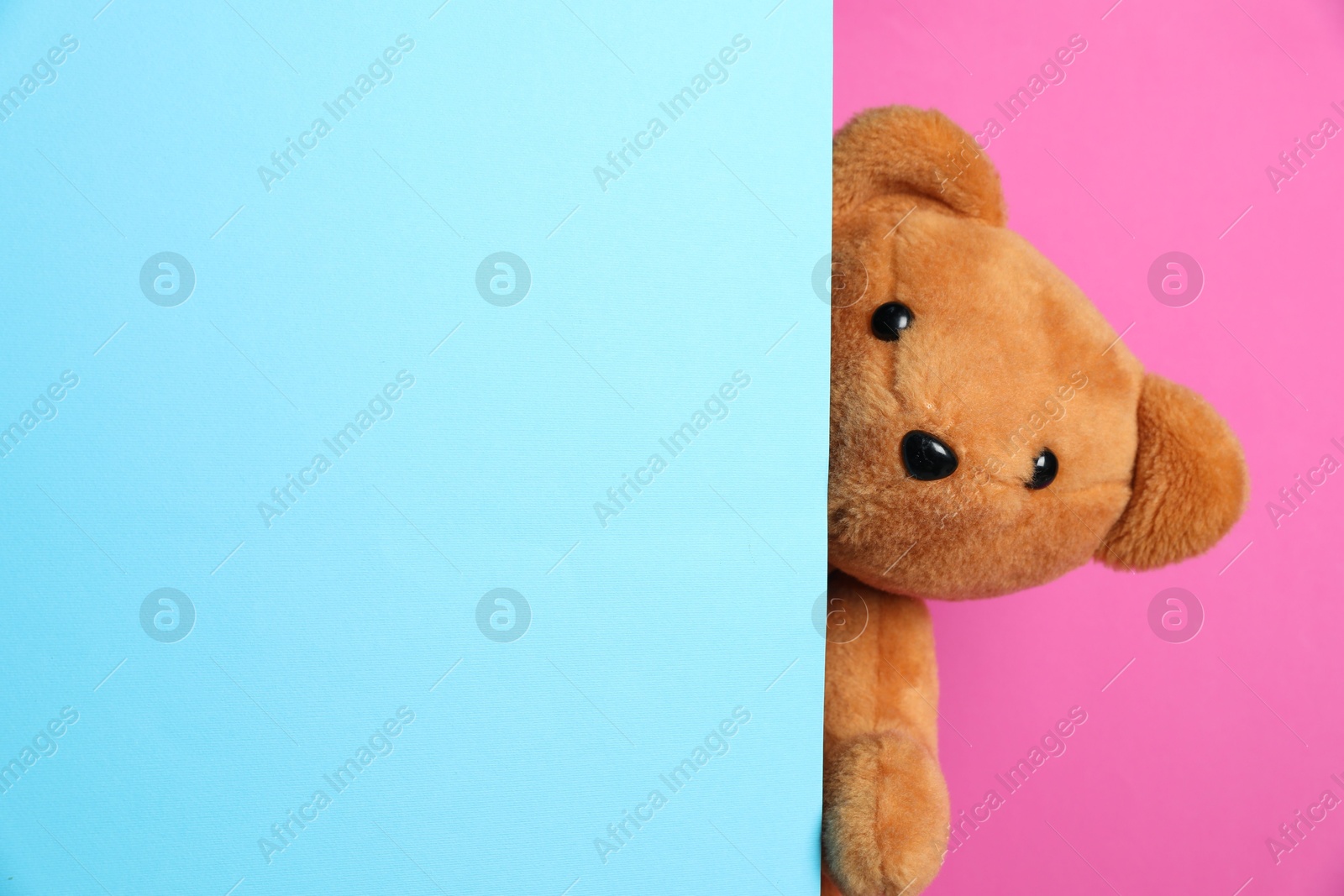 Photo of Cute teddy bear peeking out of blank card on pink background. Space for text