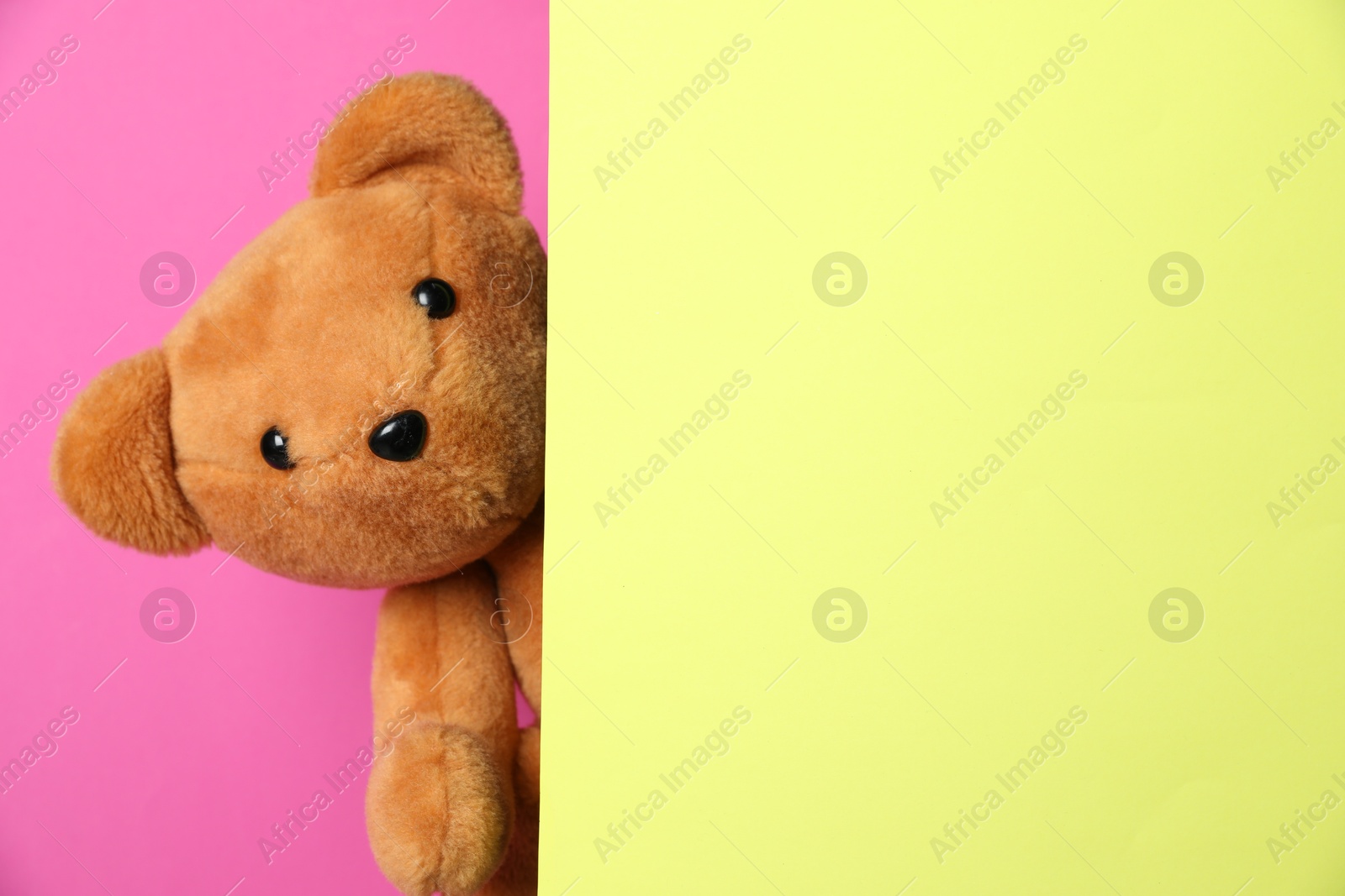 Photo of Cute teddy bear peeking out of blank card on pink background. Space for text