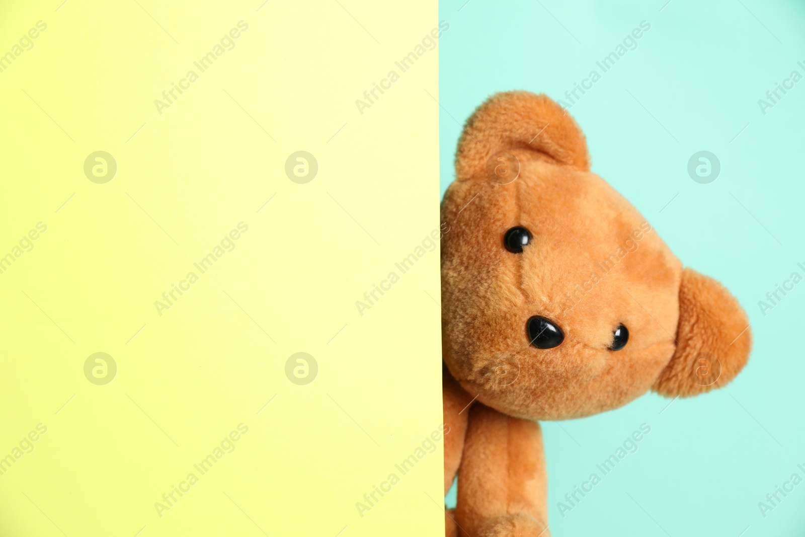 Photo of Cute teddy bear peeking out of blank card on light blue background. Space for text