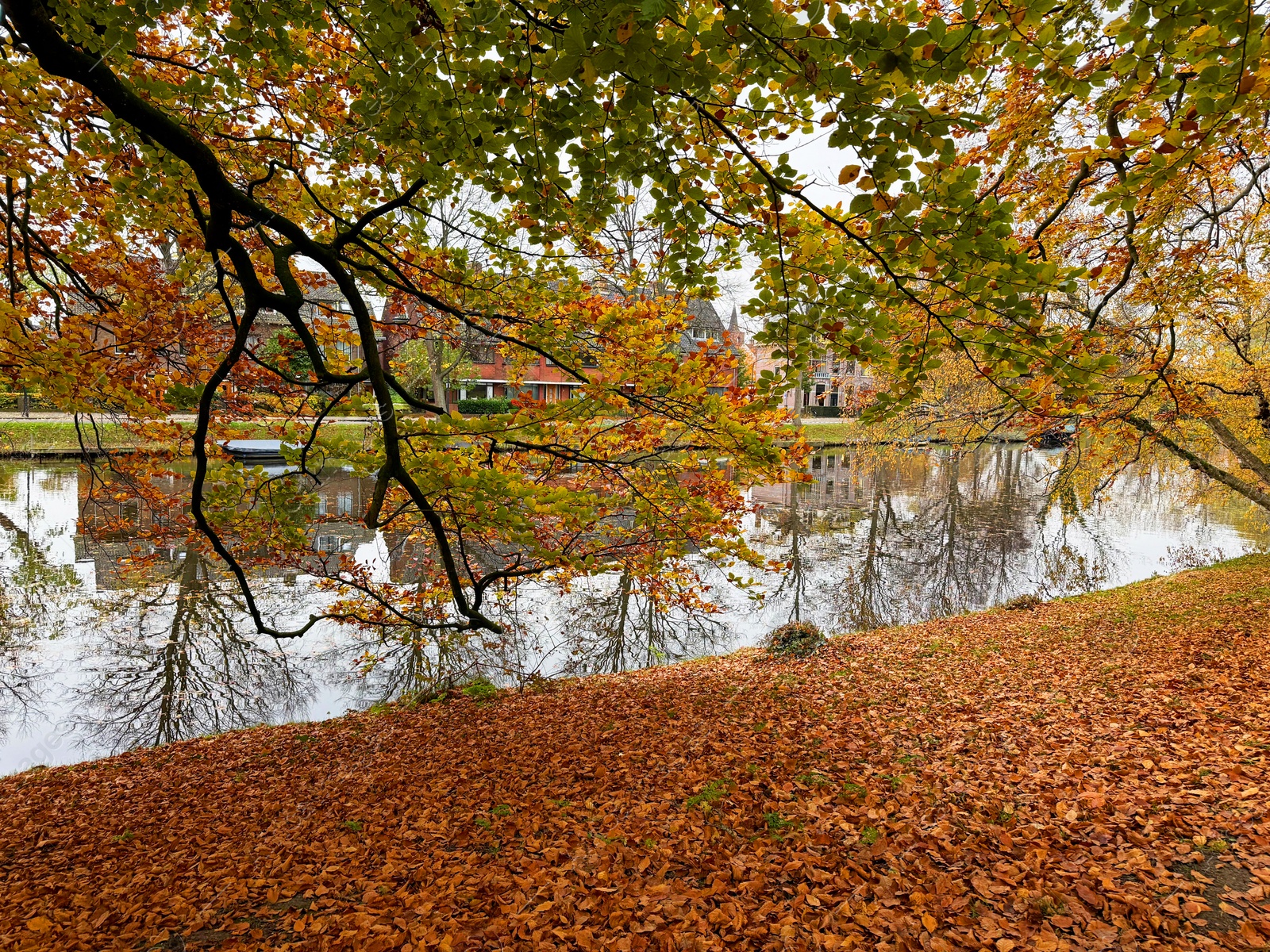 Photo of Beautiful fallen leaves near pond in park