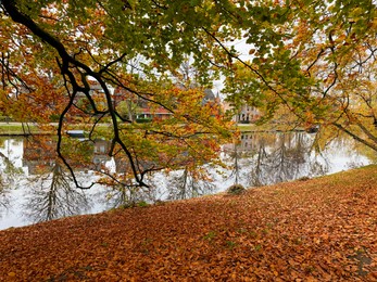 Photo of Beautiful fallen leaves near pond in park