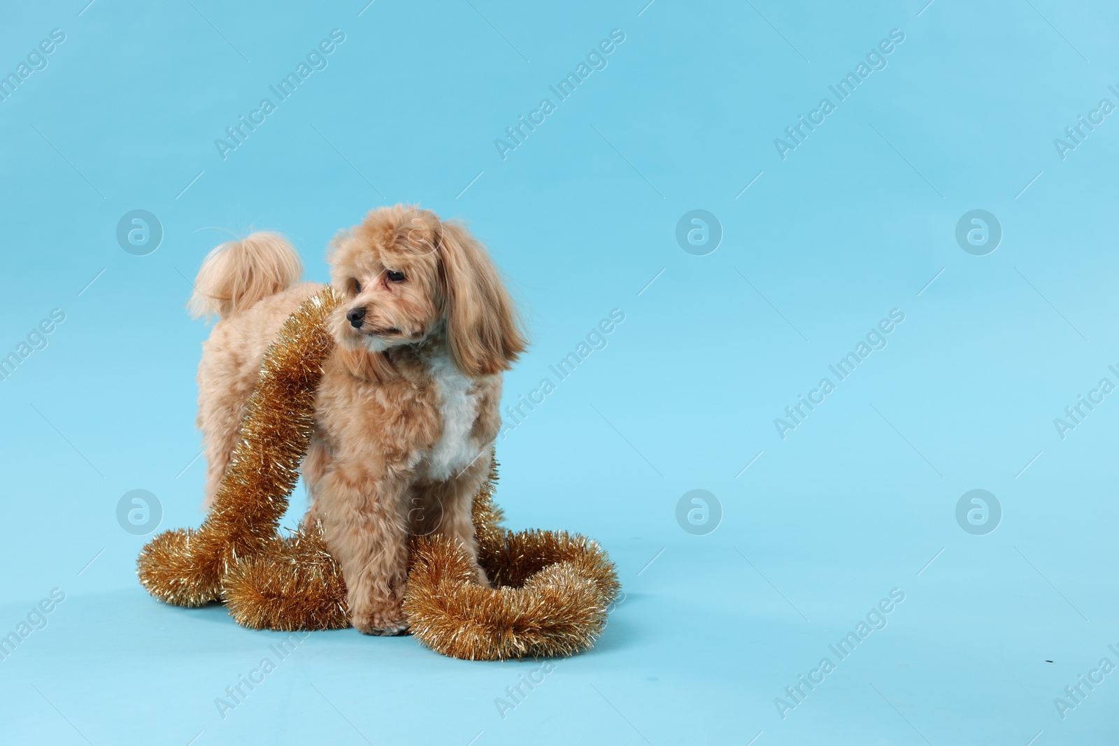 Photo of Cute dog with shiny tinsel on light blue background. Space for text