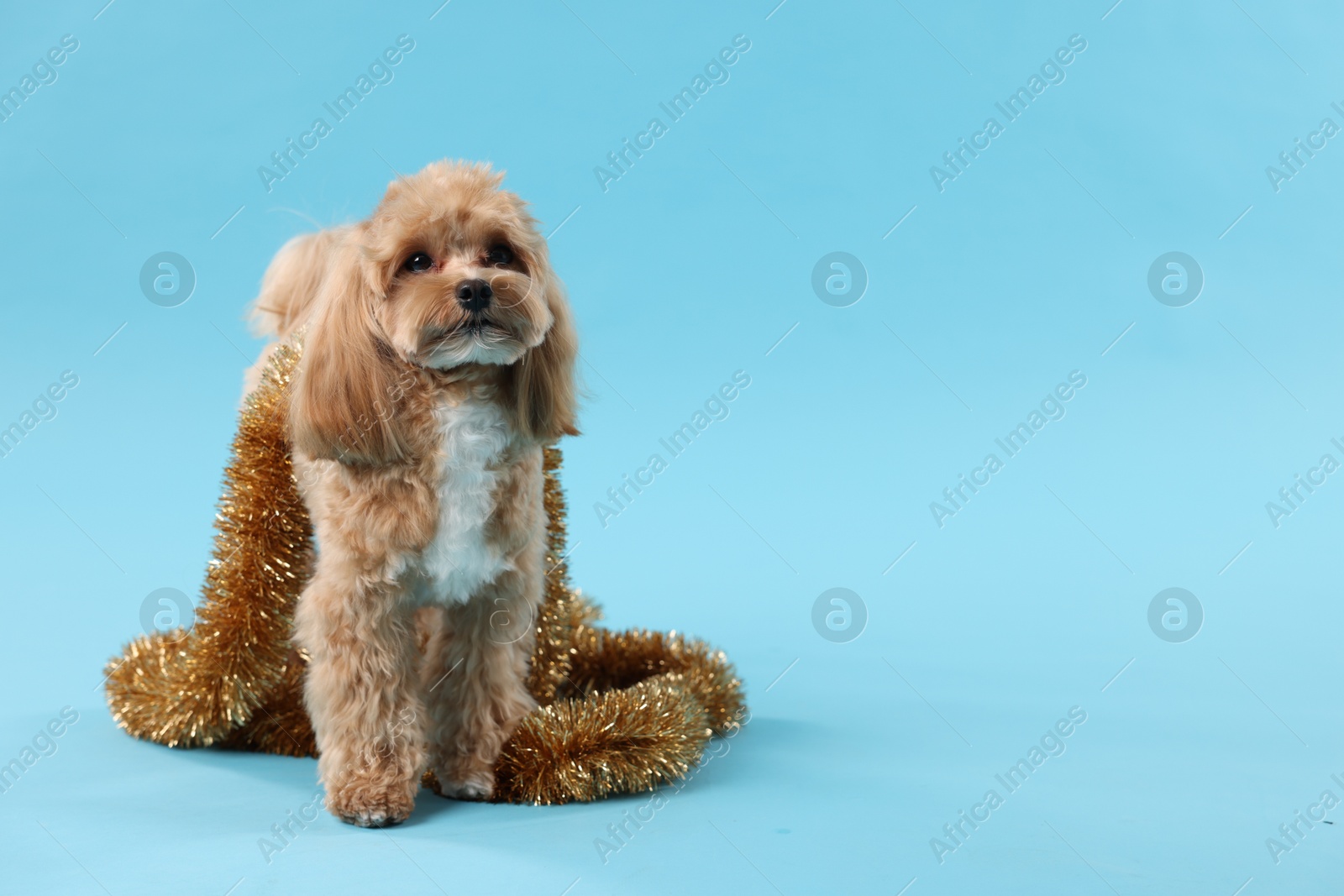 Photo of Cute dog with shiny tinsel on light blue background. Space for text