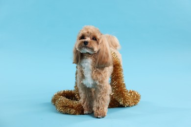 Photo of Cute dog with shiny tinsel on light blue background