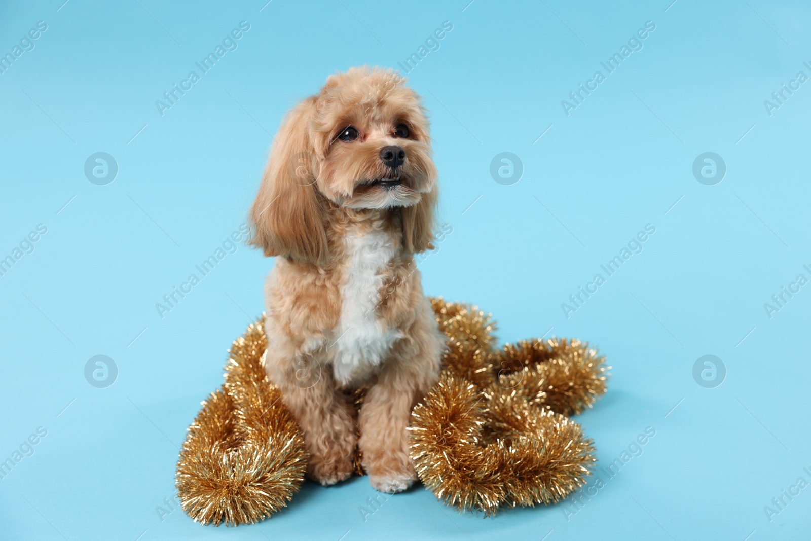 Photo of Cute dog with shiny tinsel on light blue background