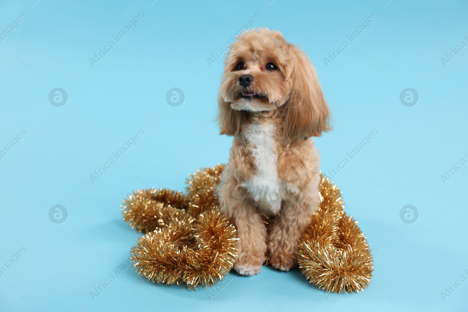 Photo of Cute dog with shiny tinsel on light blue background