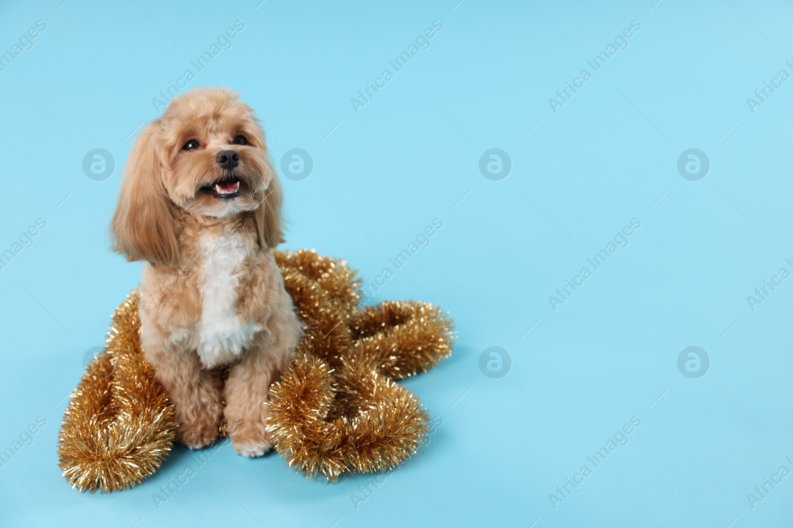 Photo of Cute dog with shiny tinsel on light blue background. Space for text