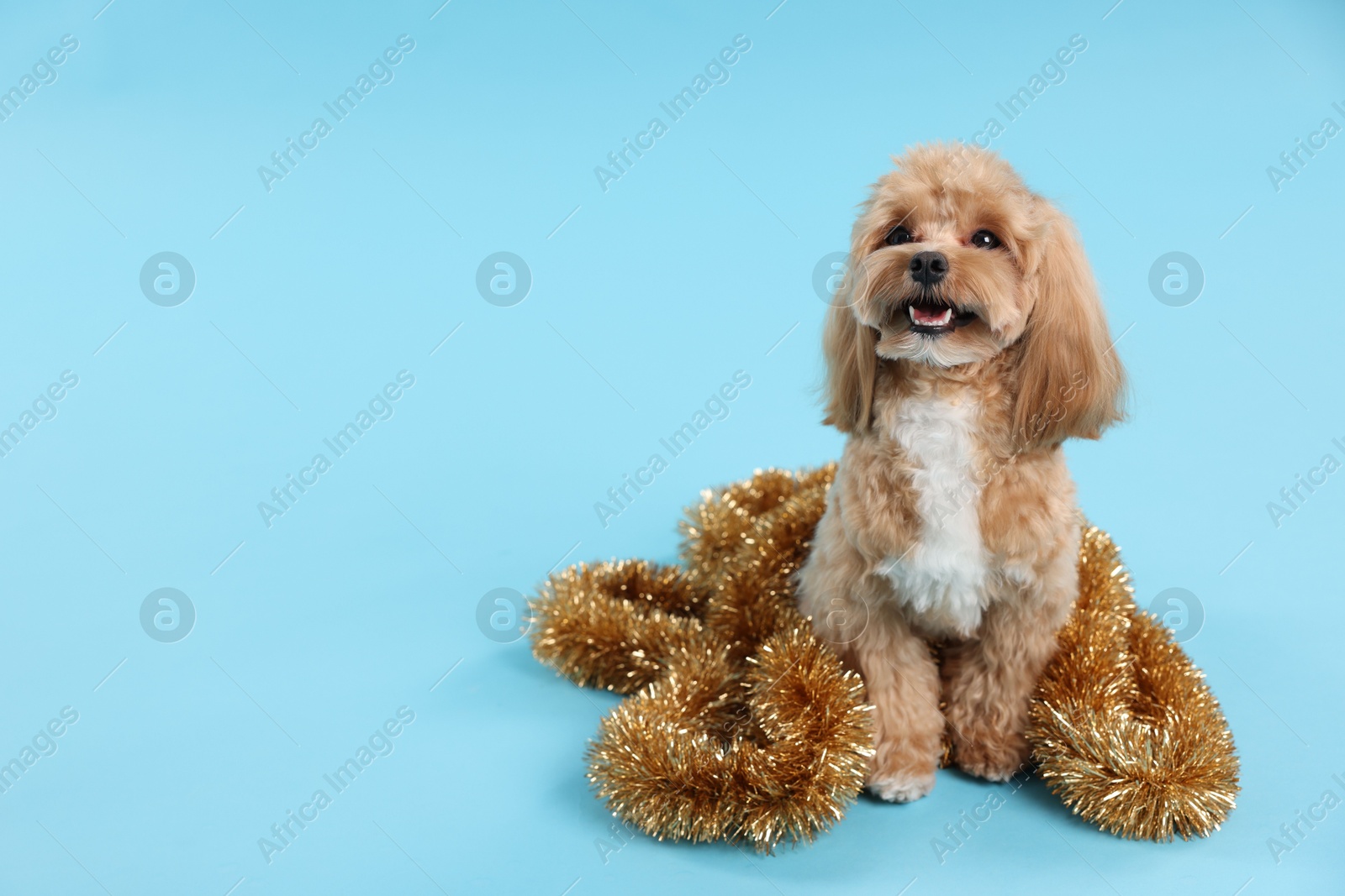 Photo of Cute dog with shiny tinsel on light blue background. Space for text