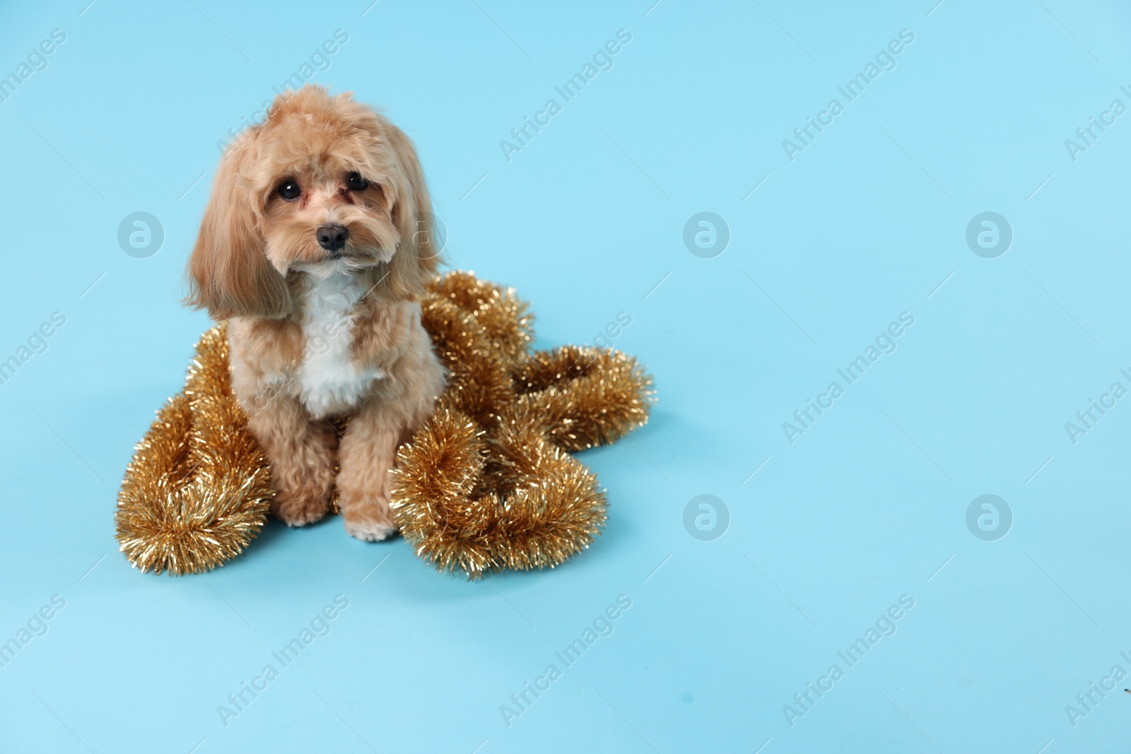 Photo of Cute dog with shiny tinsel on light blue background. Space for text