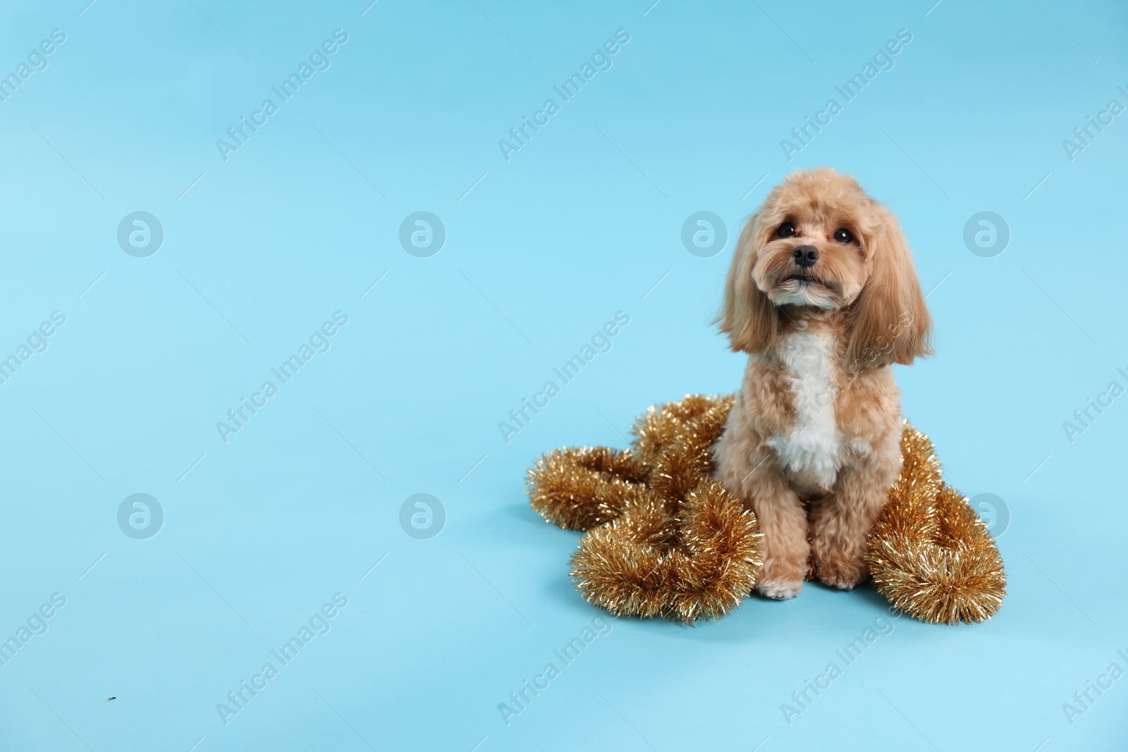 Photo of Cute dog with shiny tinsel on light blue background. Space for text