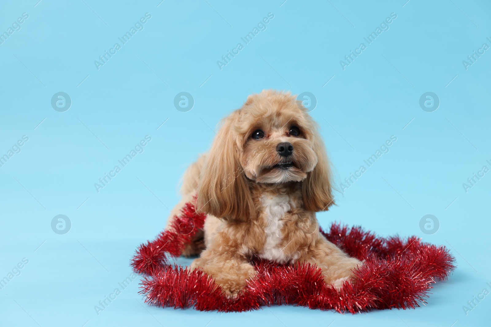 Photo of Cute dog with shiny tinsel on light blue background