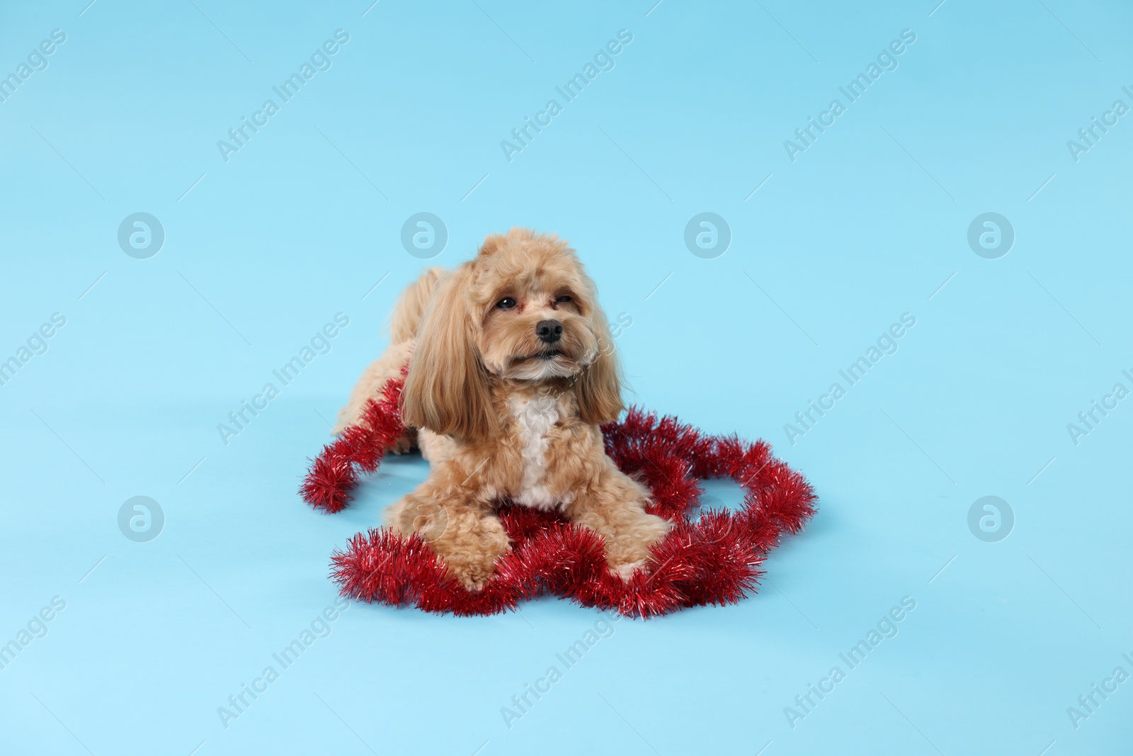 Photo of Cute dog with shiny tinsel on light blue background