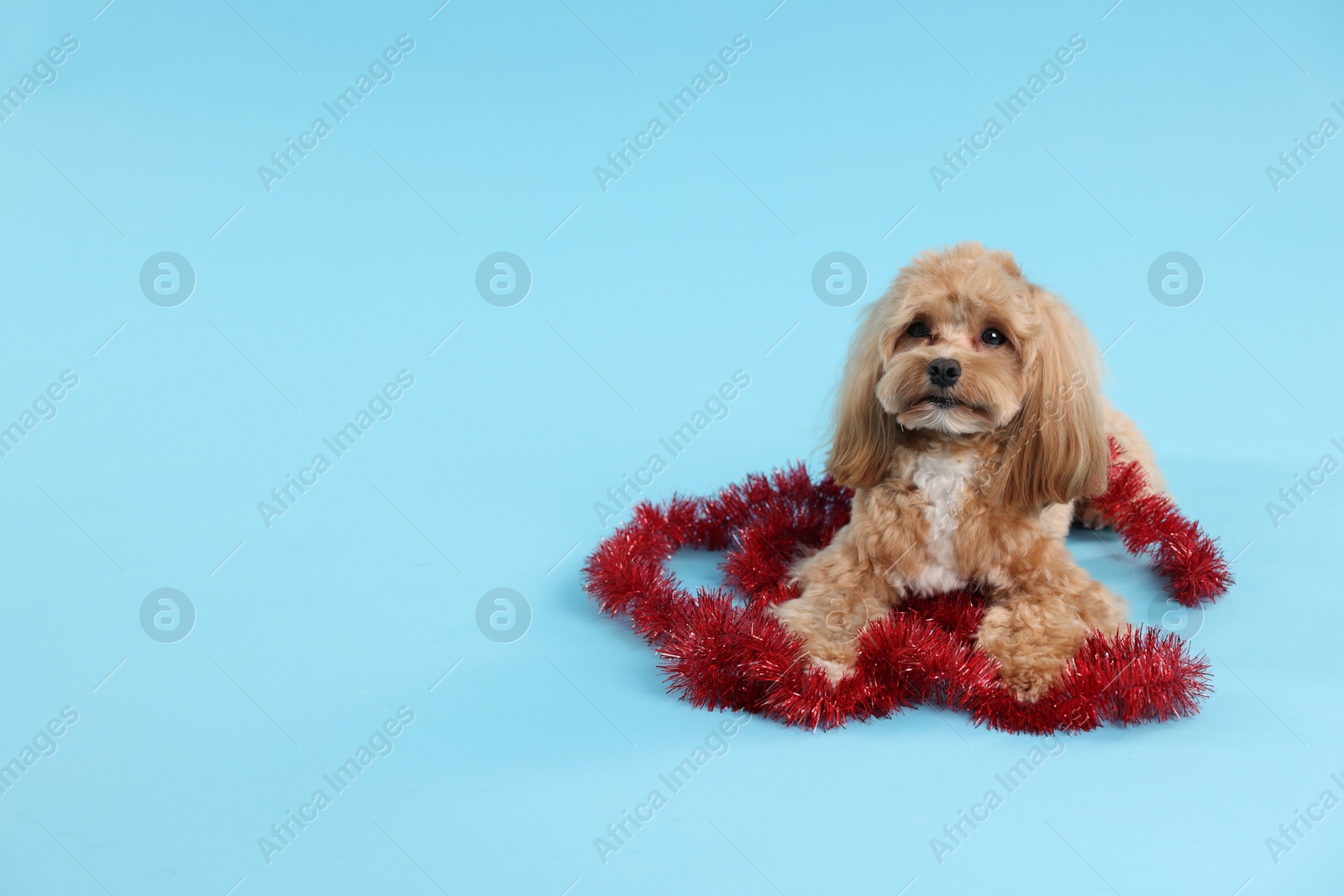 Photo of Cute dog with shiny tinsel on light blue background. Space for text