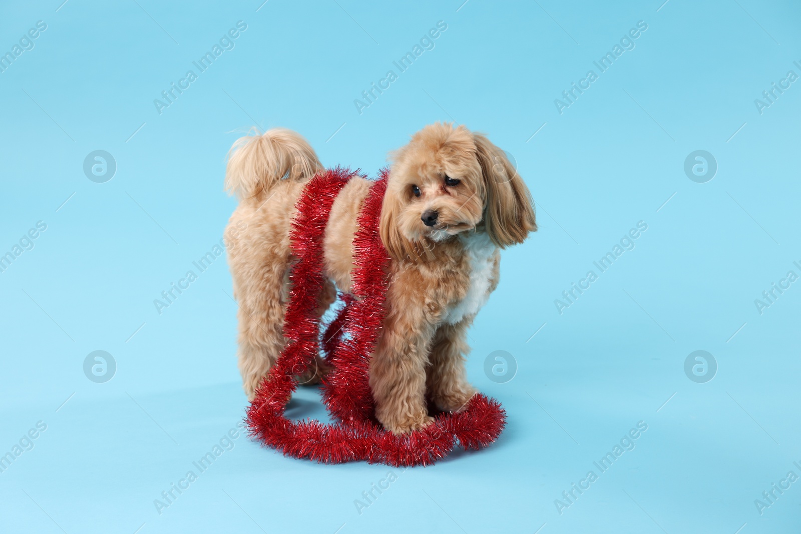 Photo of Cute dog with shiny tinsel on light blue background