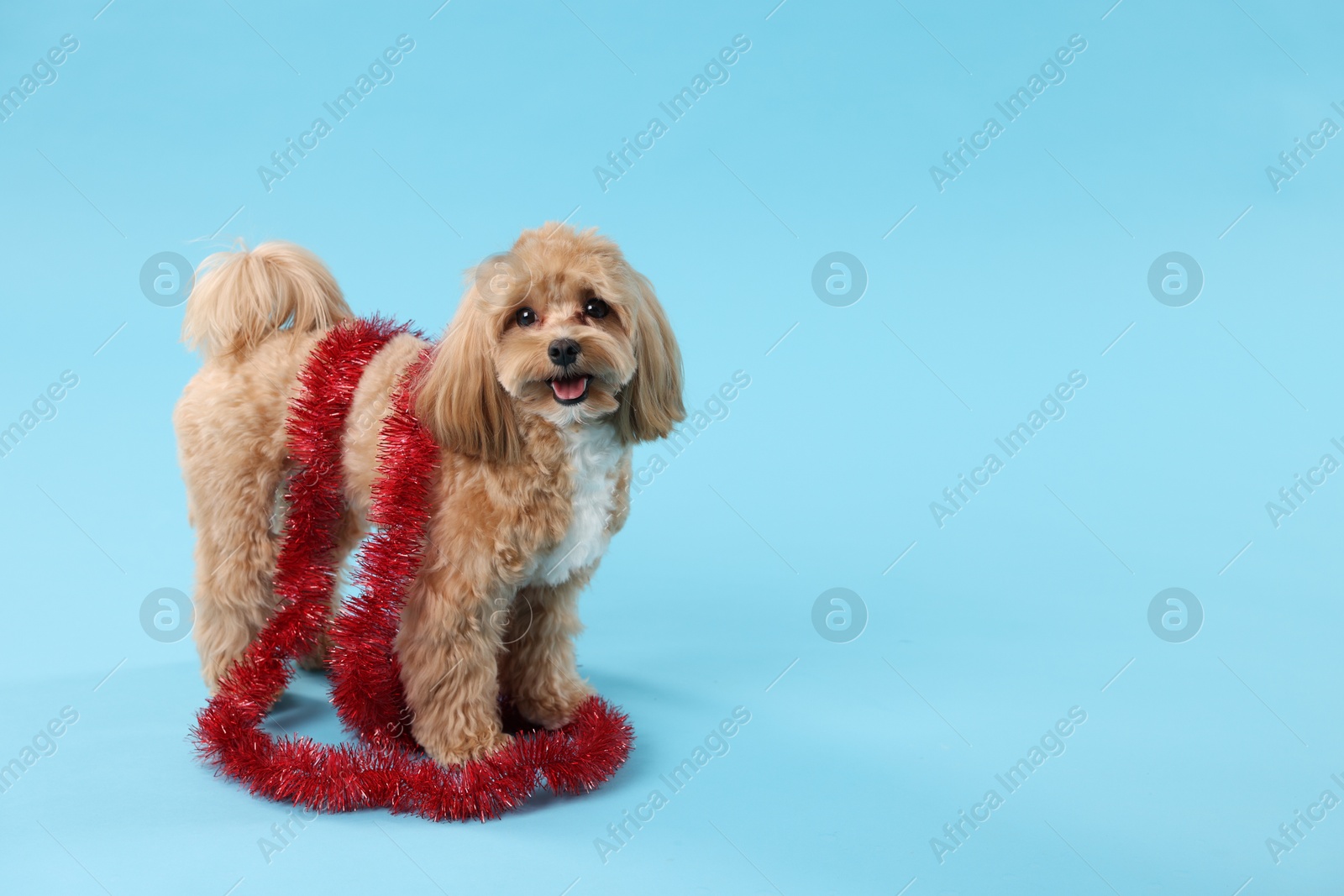 Photo of Cute dog with shiny tinsel on light blue background. Space for text