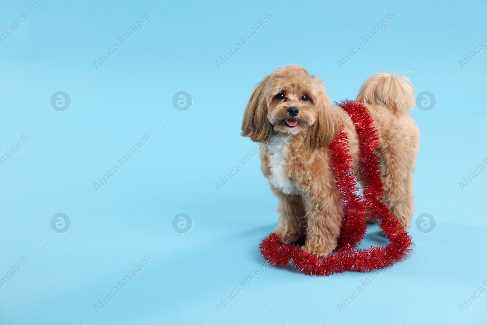 Photo of Cute dog with shiny tinsel on light blue background. Space for text