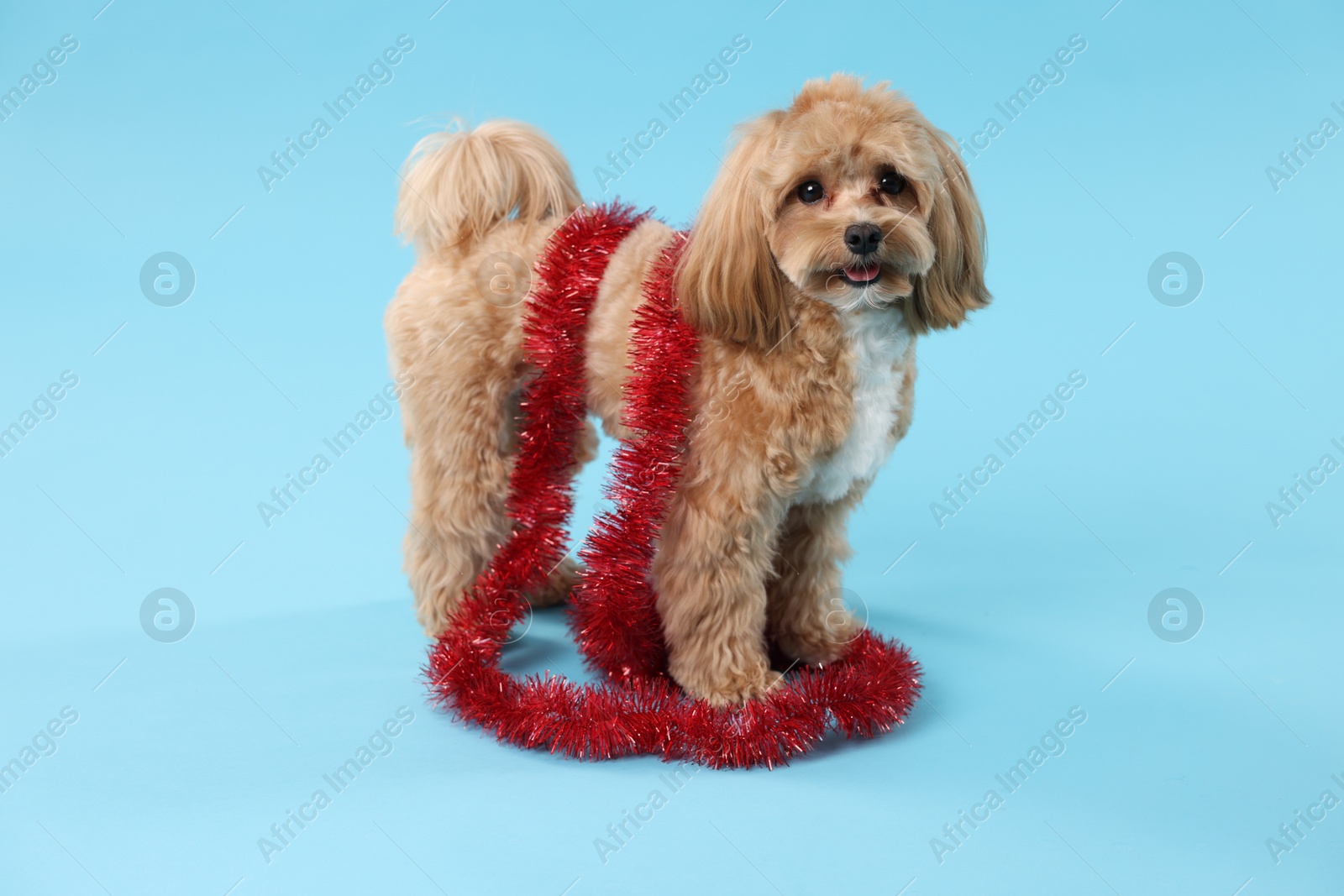 Photo of Cute dog with shiny tinsel on light blue background