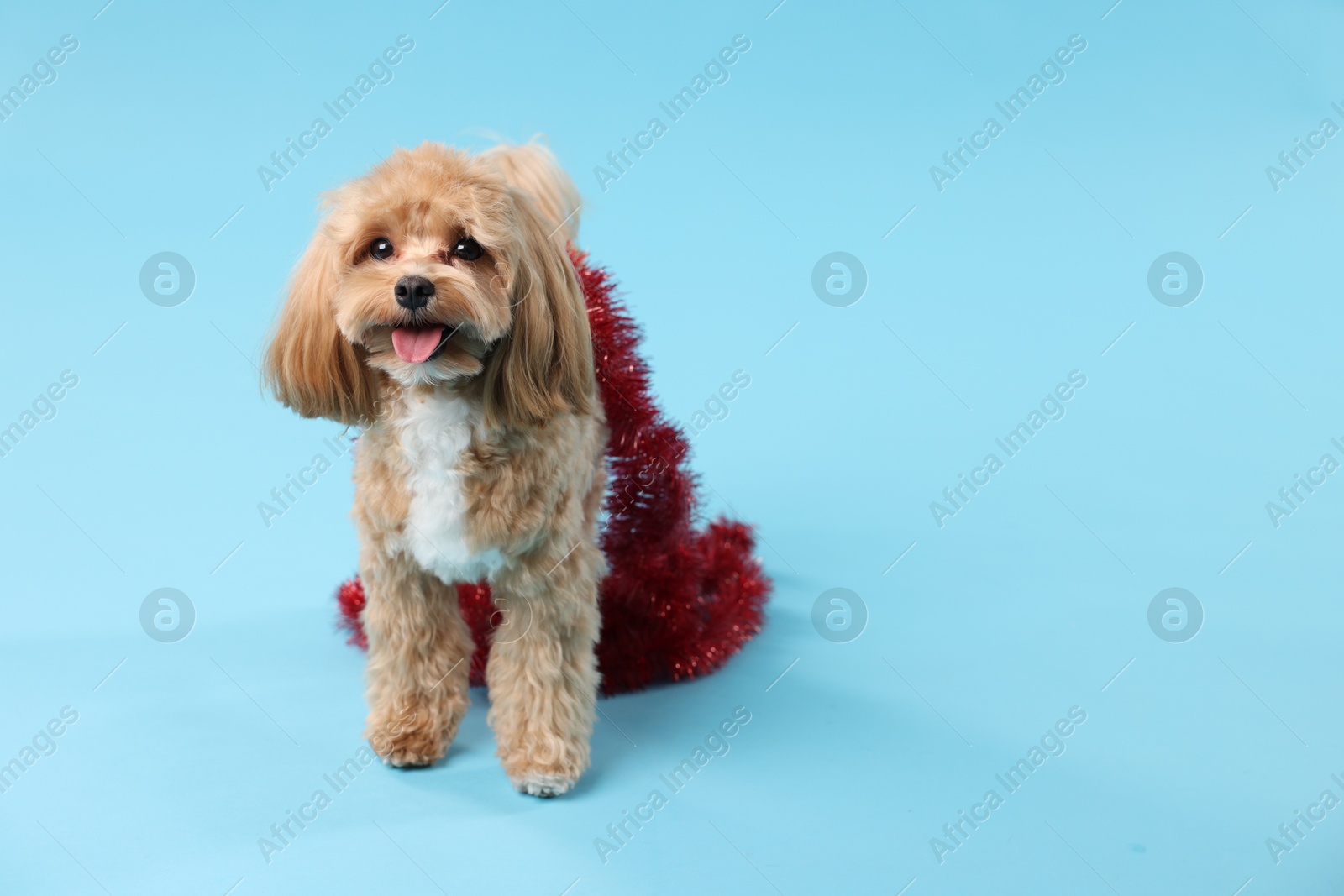 Photo of Cute dog with shiny tinsel on light blue background. Space for text