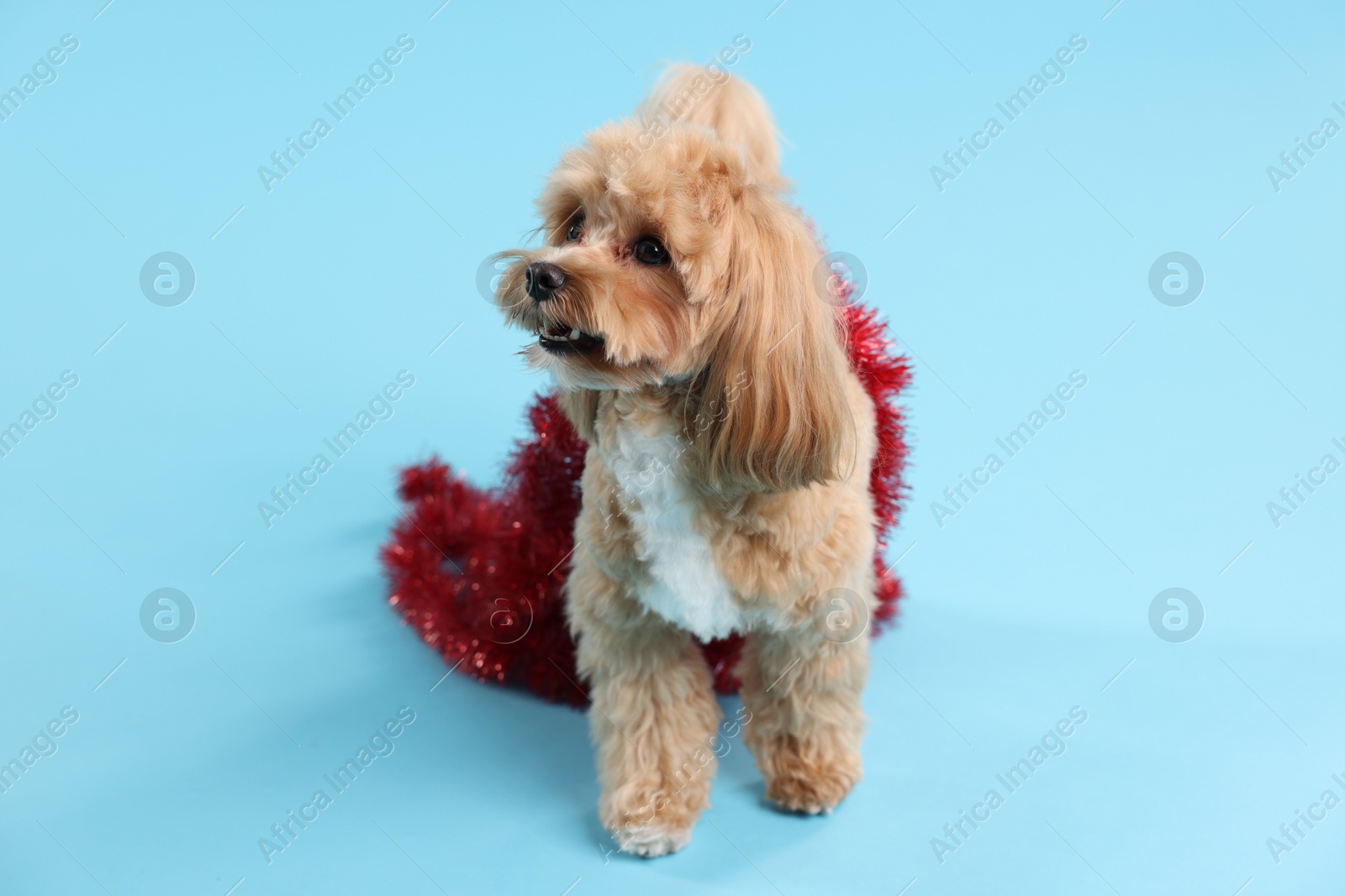 Photo of Cute dog with shiny tinsel on light blue background