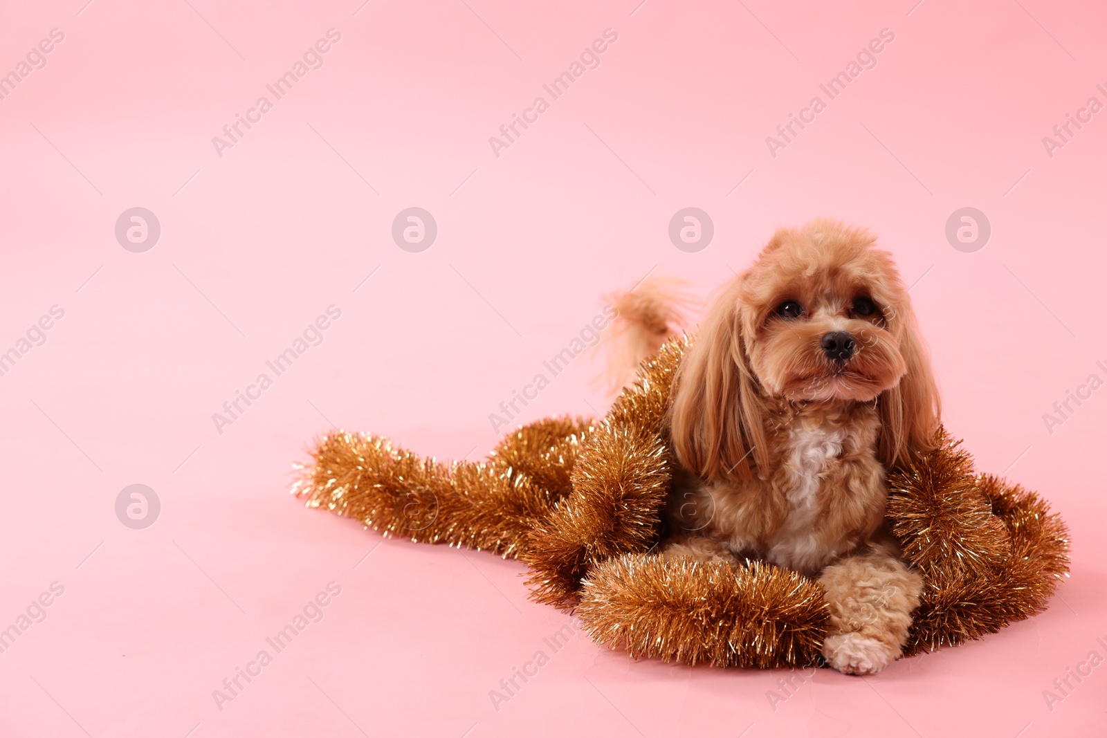 Photo of Cute dog with shiny tinsels on pink background. Space for text