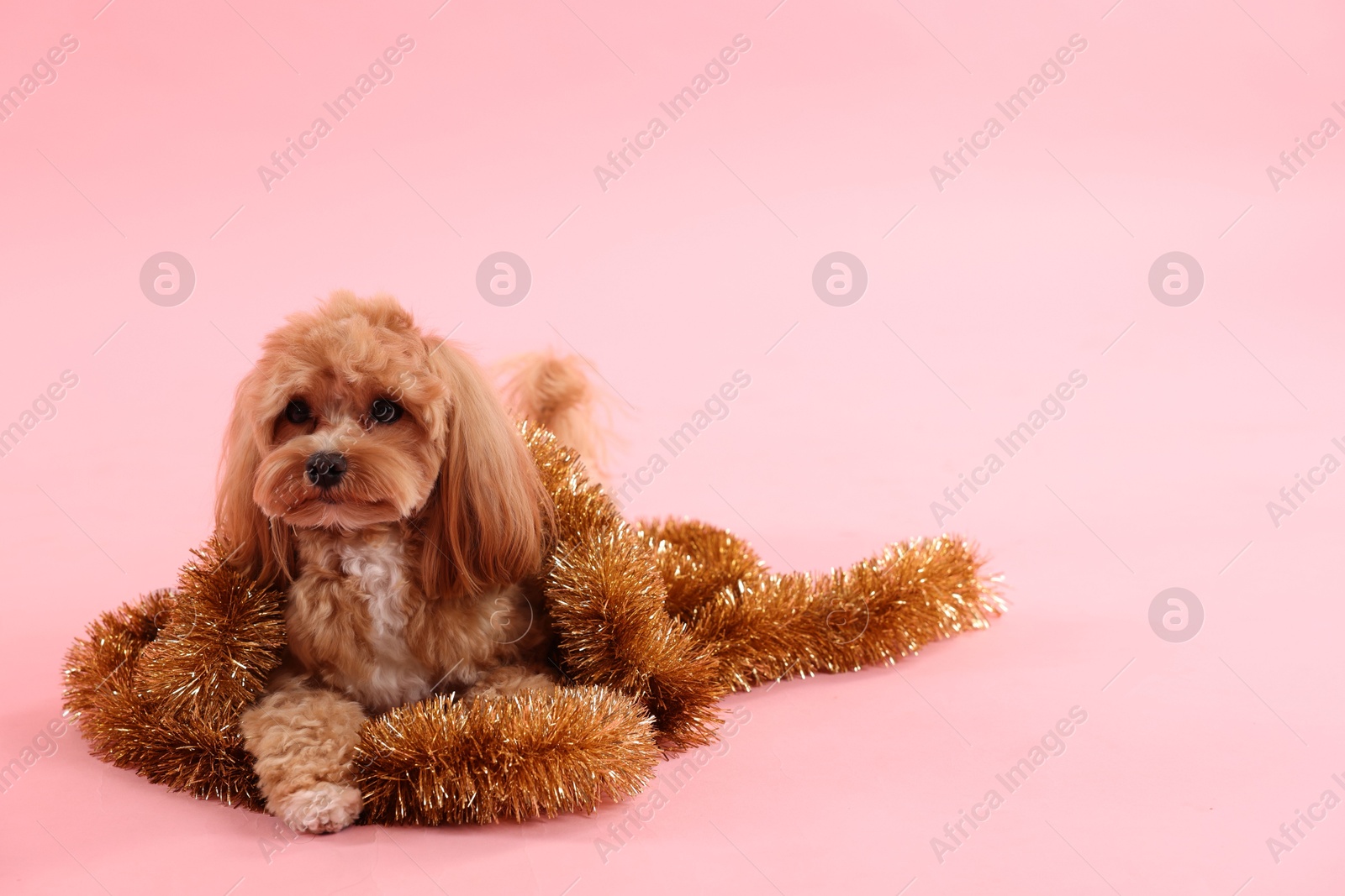 Photo of Cute dog with shiny tinsels on pink background. Space for text