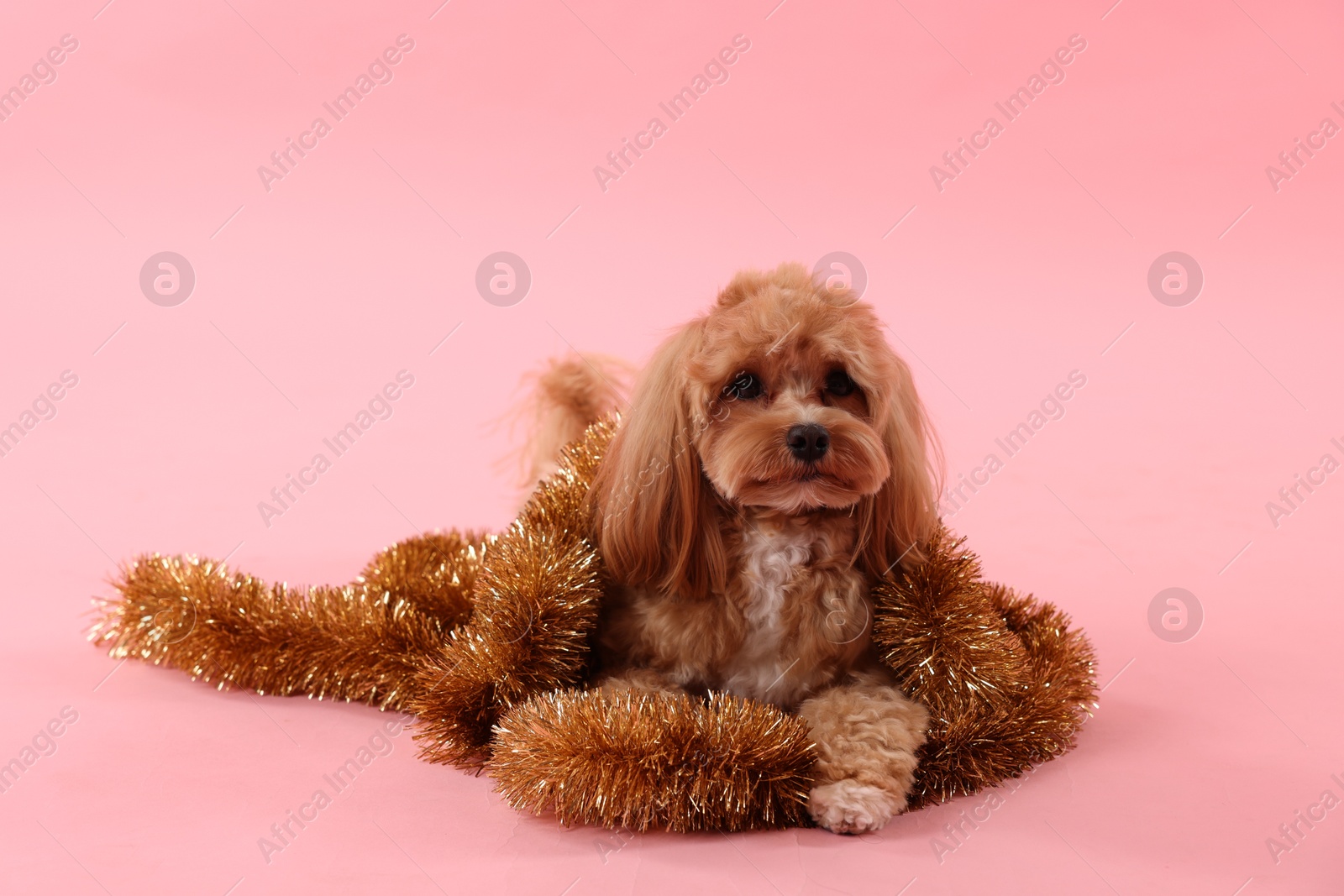 Photo of Cute dog with shiny tinsels on pink background