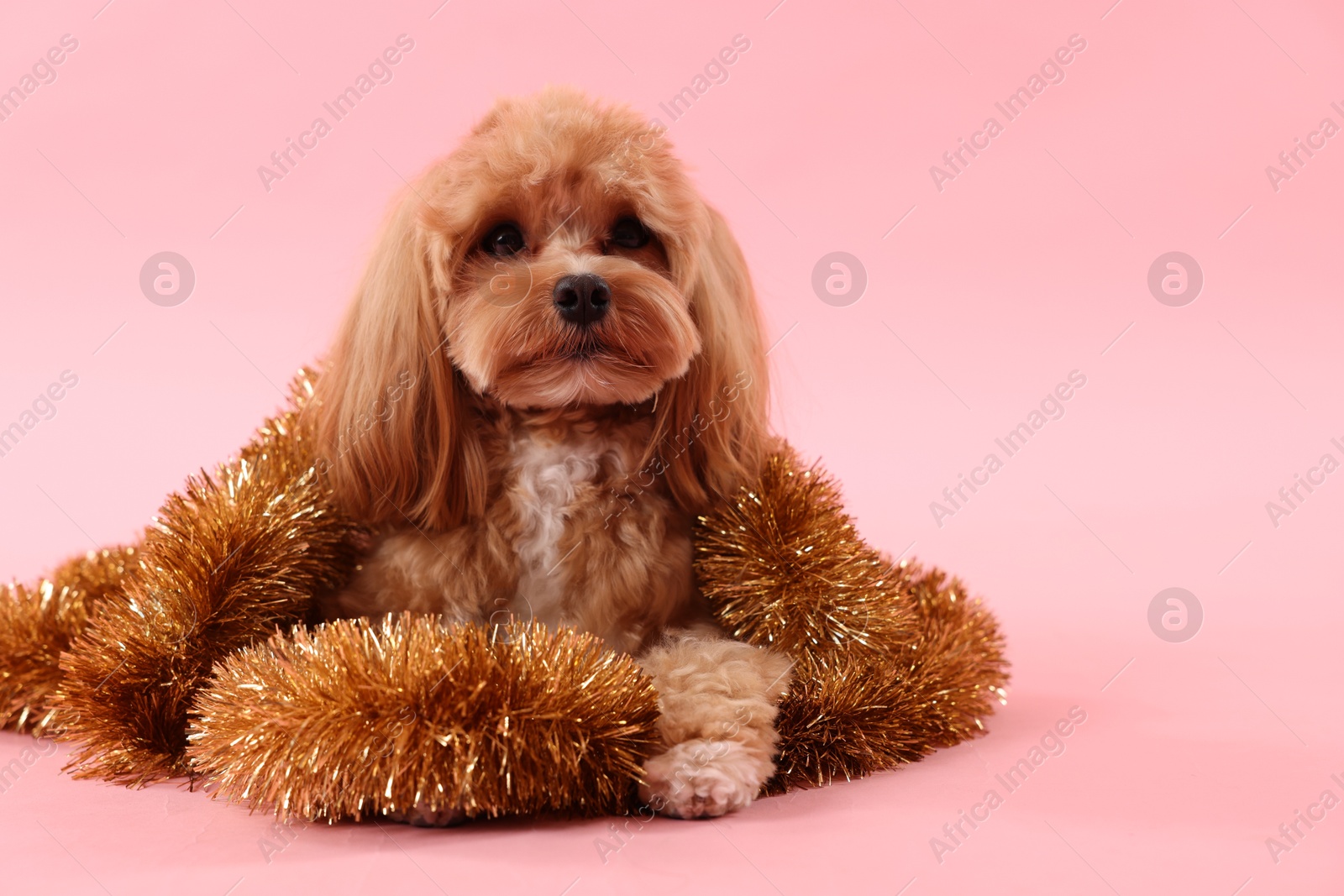 Photo of Cute dog with shiny tinsels on pink background