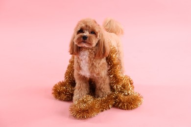 Photo of Cute dog with shiny tinsels on pink background