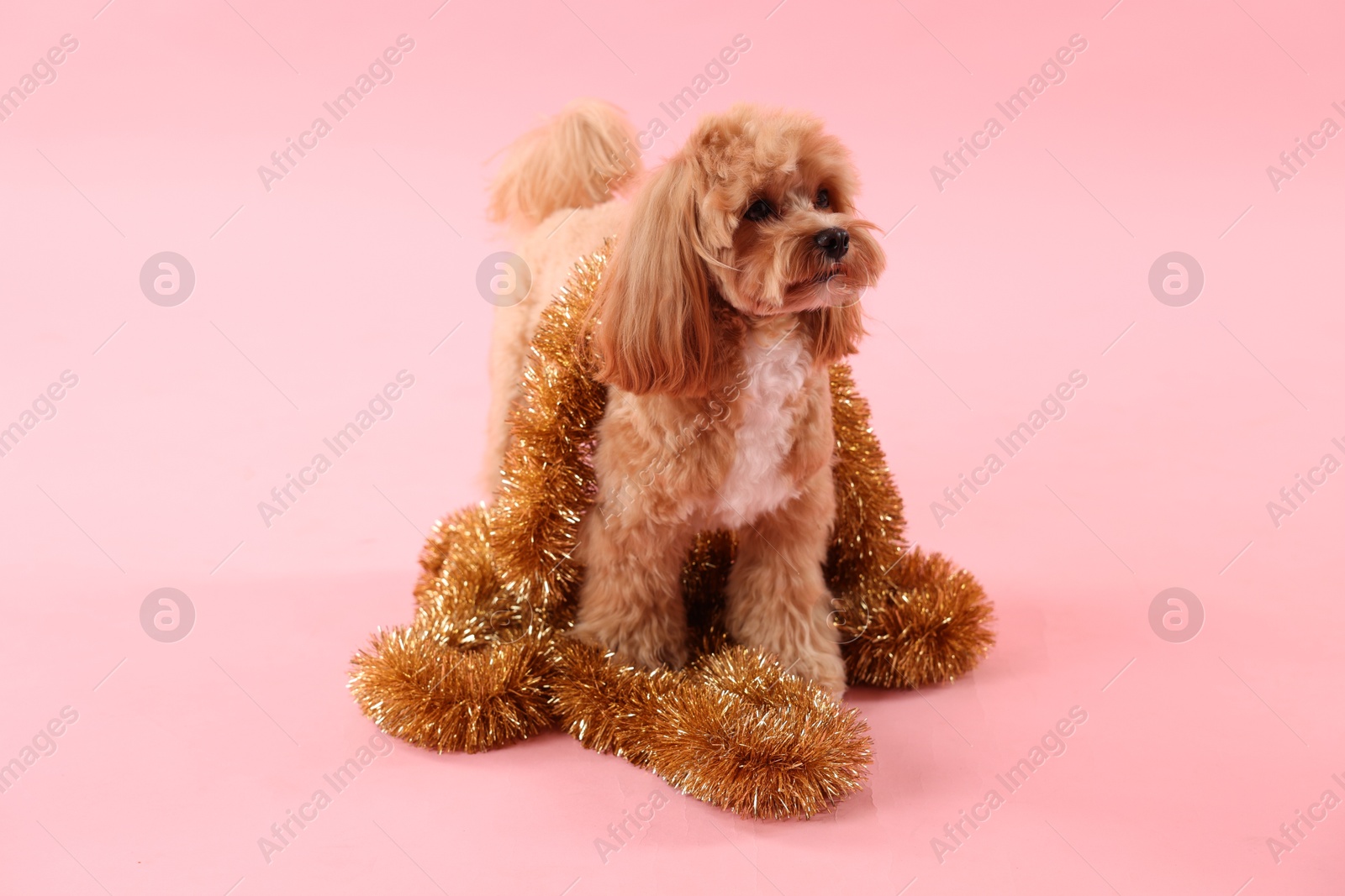 Photo of Cute dog with shiny tinsels on pink background