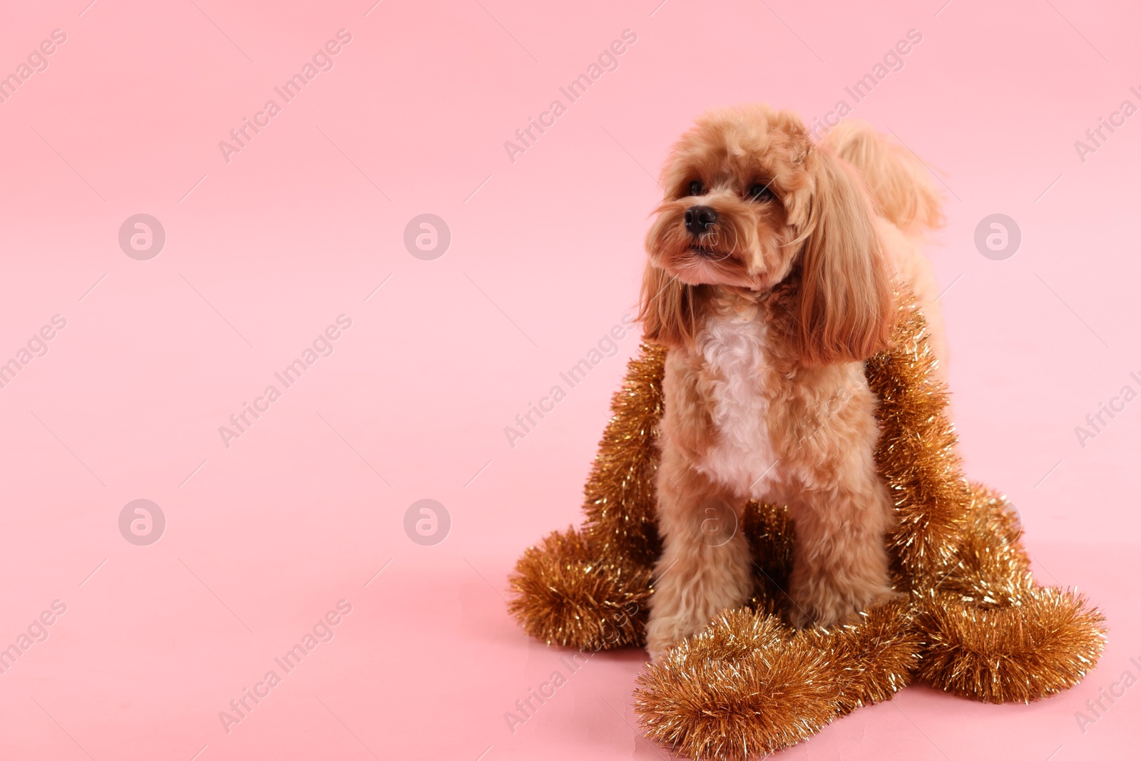 Photo of Cute dog with shiny tinsels on pink background. Space for text