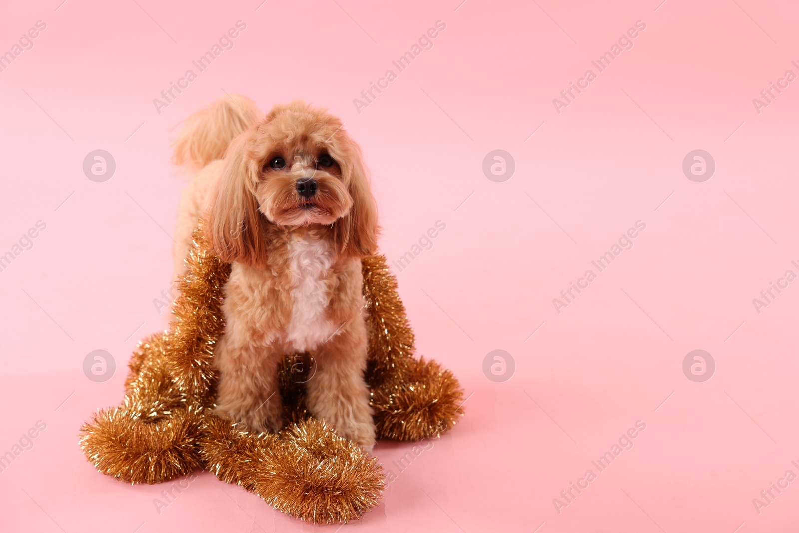 Photo of Cute dog with shiny tinsels on pink background. Space for text