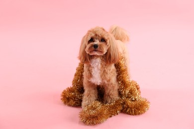 Photo of Cute dog with shiny tinsels on pink background