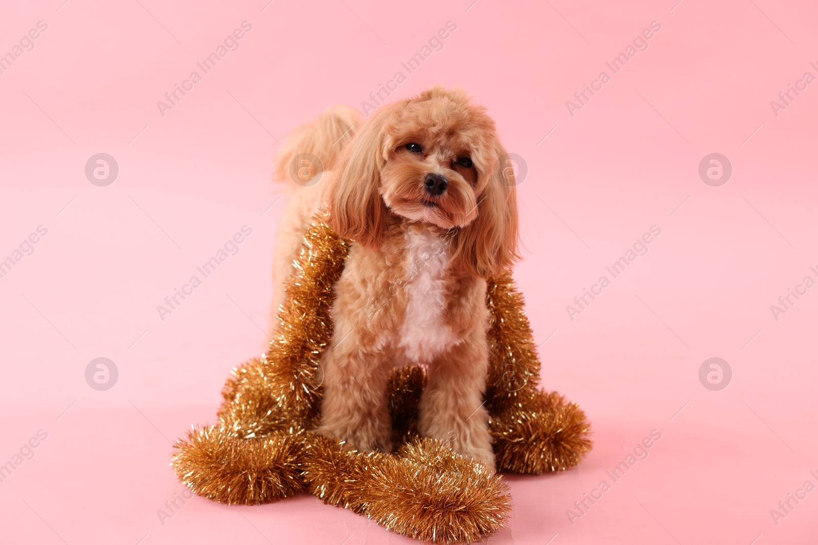 Photo of Cute dog with shiny tinsels on pink background