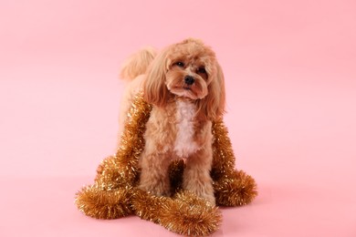 Photo of Cute dog with shiny tinsels on pink background