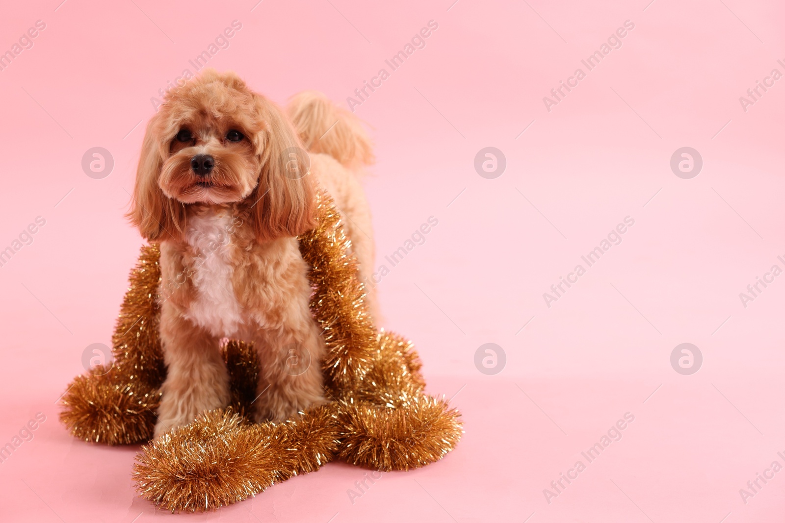 Photo of Cute dog with shiny tinsels on pink background. Space for text