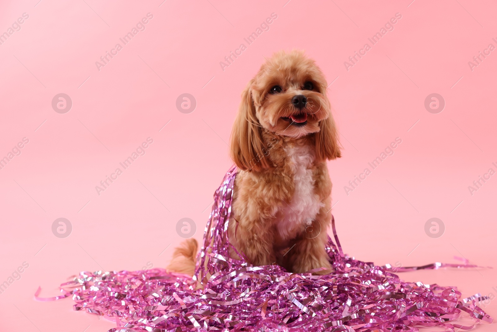 Photo of Cute dog with pile of shiny tinsels on pink background